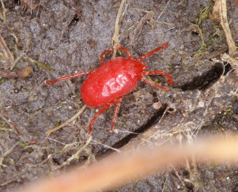 Trombidium_holosericeum_D4701_Z_88_Broek in waterland_Nederland.jpg